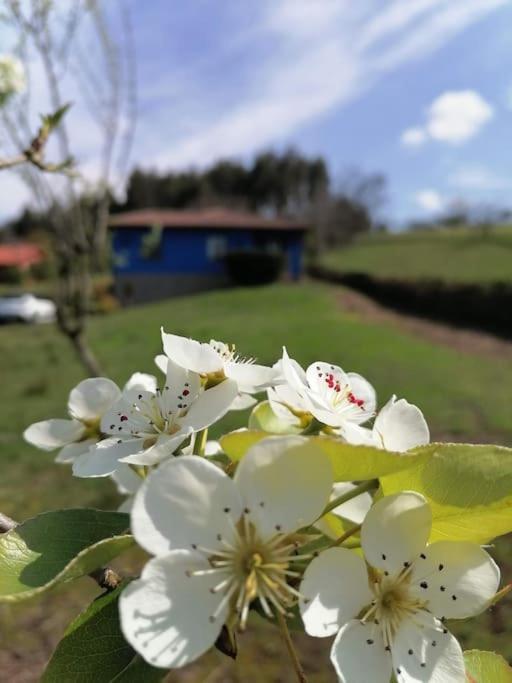 La Casa Azul De Lua Un Lugar Magico Villa Juncedo Eksteriør billede